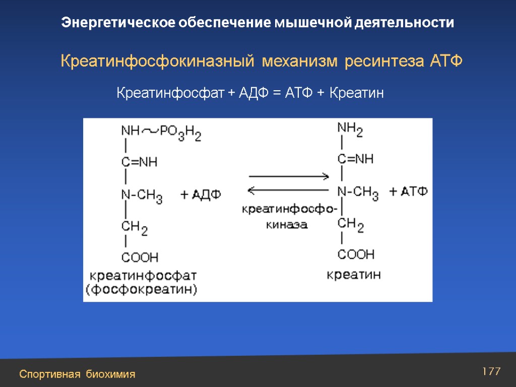 Креатинфосфокиназный механизм ресинтеза АТФ Креатинфосфат + AДФ = АТФ + Креатин